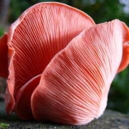 Exotic Mushroom and Fruit and Veg Wholesale