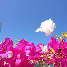 Marinesファン、旅行大好き