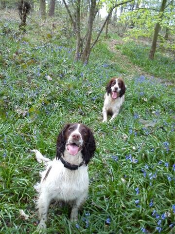 Pet sitting, pet minding, dog walking, puppy visits, home boarding & more in Runcorn area - all carried out by a massive animal lover!