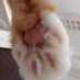 猫之介 (@mariemairo) Twitter profile photo 猫之介 (@mariemairo) Twitter profile photo