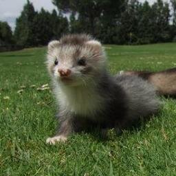 LosHuronesMurga's profile picture. Murgaaa¡¡