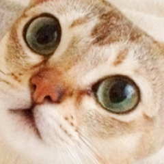 izme_'s profile picture. アメコミ(DCリラ前)とか洋画とか洋ドラとかRPDR(WOW+)とか猫