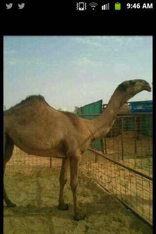 الصفر لمطير كب الخرابيط