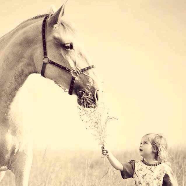 ❤A life without horses is like a book without words or a world without air❤