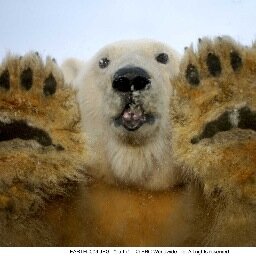 Follow Churchill Manitoba's polar bear season