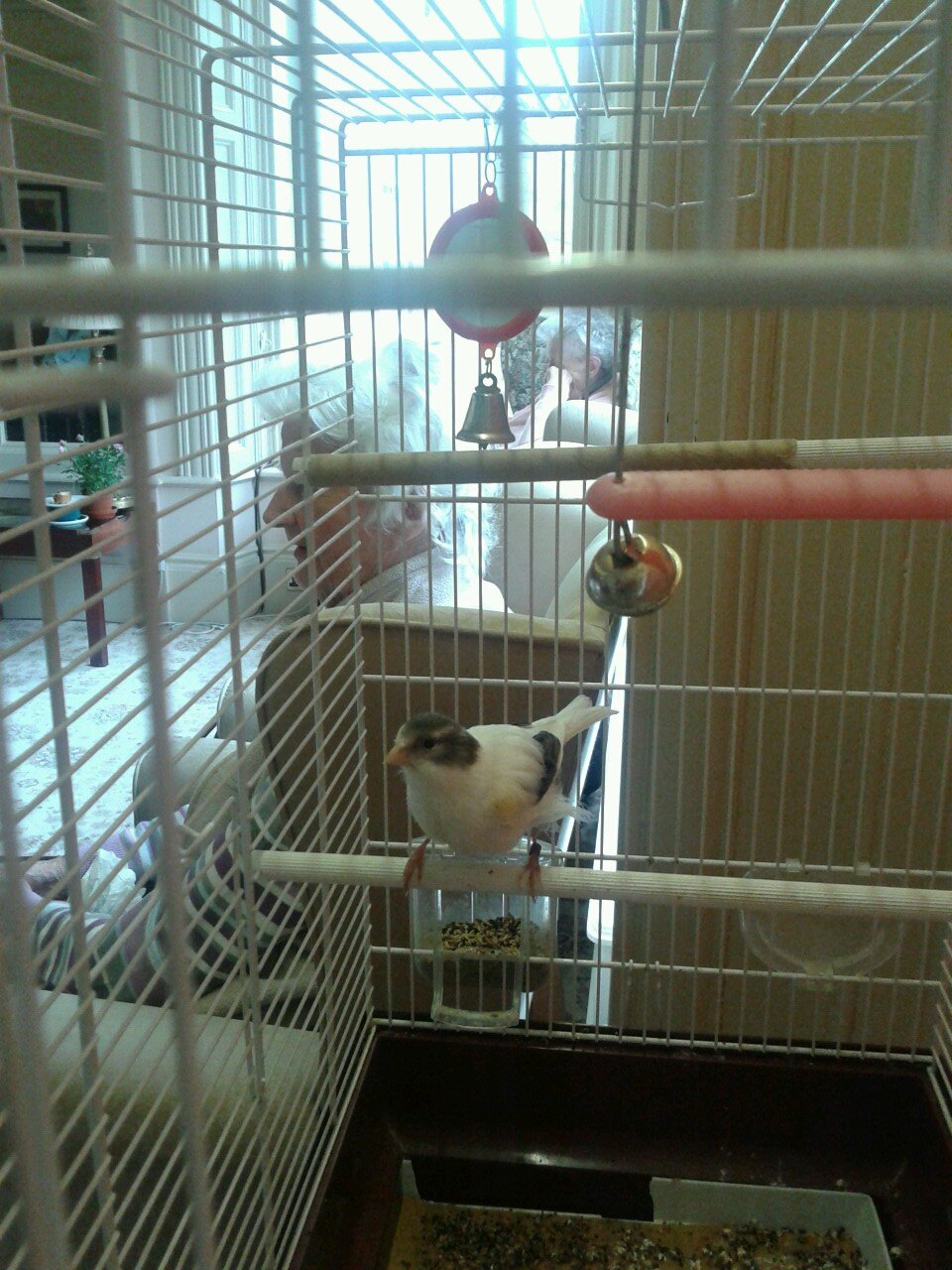 pet canary of Esk Hall Residential care home for the elderly. all tweets are done for me by my friendly boss whose views are her own