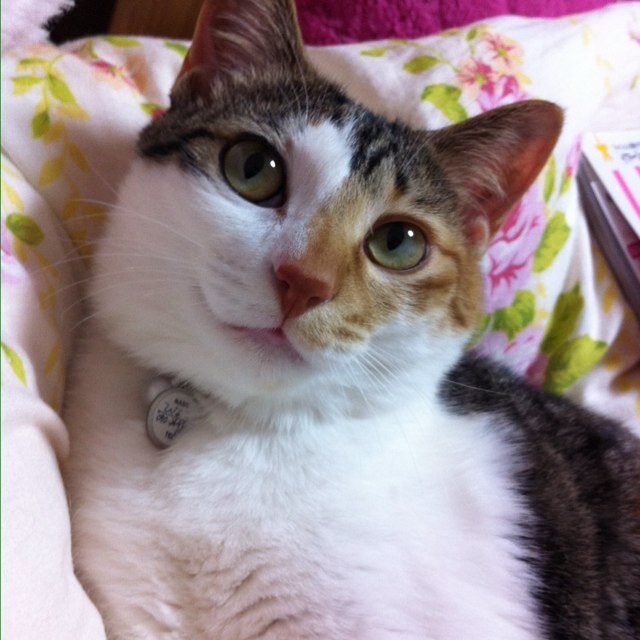 三毛猫のひなこを飼ってます。2012年5月27日生まれの13歳です。 歴史が好きで旅行が趣味です。 ベルサイユのばら、J-POPが好き！浜崎あゆみ（TA25年目）三浦春馬、JUJU、赤西礼保、SEKAI NO OWARI、ディーンフジオカ、タッキー＆翼、カルロストシキ(1986オメガトライブ）が好きです