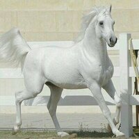القلب الحزين  (@a_s_falghamdi) 's Twitter Profile
