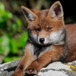 Just a fox.  Roaming around Pennsylvania Avenue. Up early.   Living the dream.