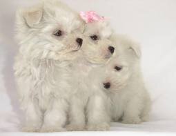 Hola a tod@s