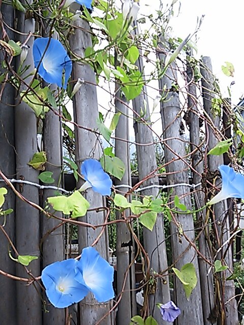 体調不良中／主に好きなアーティスト等の情報を得るために活用させていただいています(音楽、スポーツ…)｡感謝🍀／無言フォロー失礼します🙇‍♀️／今ここは､ほぼ羽生結弦選手垢…⛸️／音楽のパワーで生かされてきたようなところあり／白色系でふわふわの動物､特に好き🤍／アイコンは亡き母が毎年育ててくれていた朝顔💙