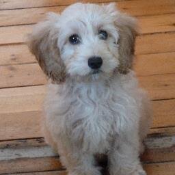 Vampire dog hunter, mostly harmless. cockapoo. free! https://t.co/11LrnbJ7rf