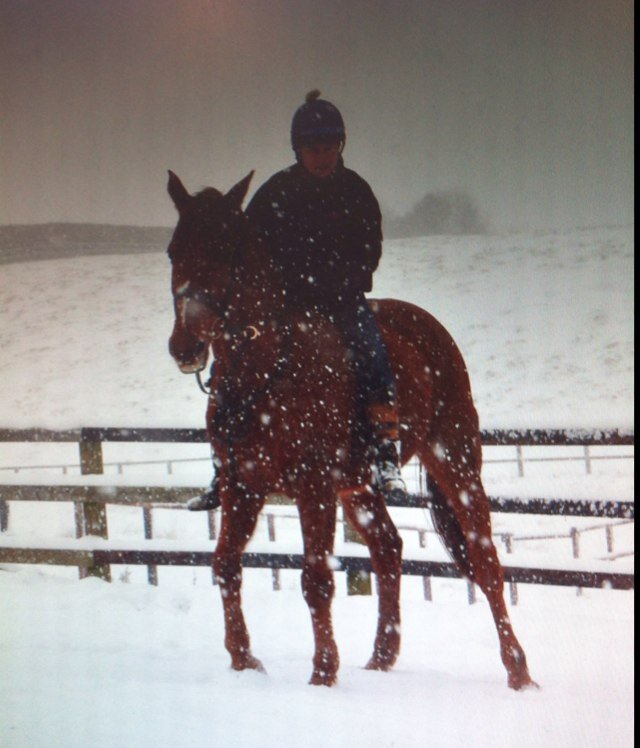 fawleyhousestud's profile picture. Breaking and Pre-training Specialists