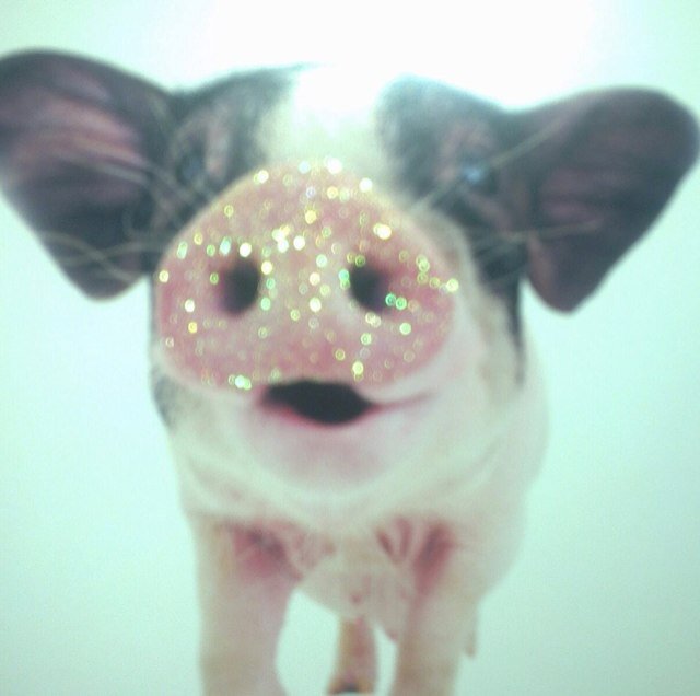 pinkpig78 Profile Picture
