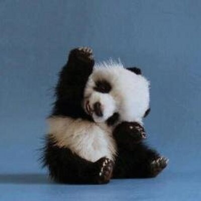 Bebe Panda Realbabypanda Twitter Bebe Panda Realbabypanda Twitter