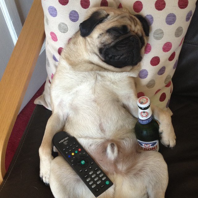 pug_monty's profile picture. Usually to be found in the middle of some mischief!