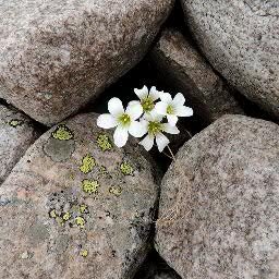 inrushmd's profile picture. Geohazard researcher (debris flows, glacial lakes, ice-rock avalanches) Caucasus mauntains. 
High Mountain Geophysical Institute,  Nalchik 
inrush@bk.ru