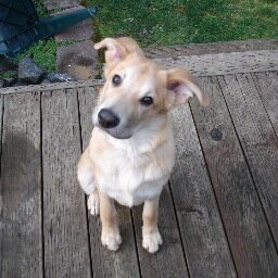 LegacyChinooks's profile picture. At home on the sea but would rather be home. Technophile but want-to-be Winemaker.