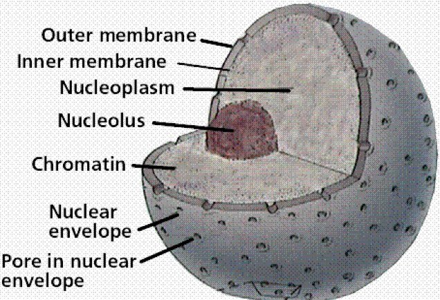 Wrapped up tight in the double layers nuclear envelope is the DNA, the most crucial part of life. Here at the nucleus, we have a hand in everything!