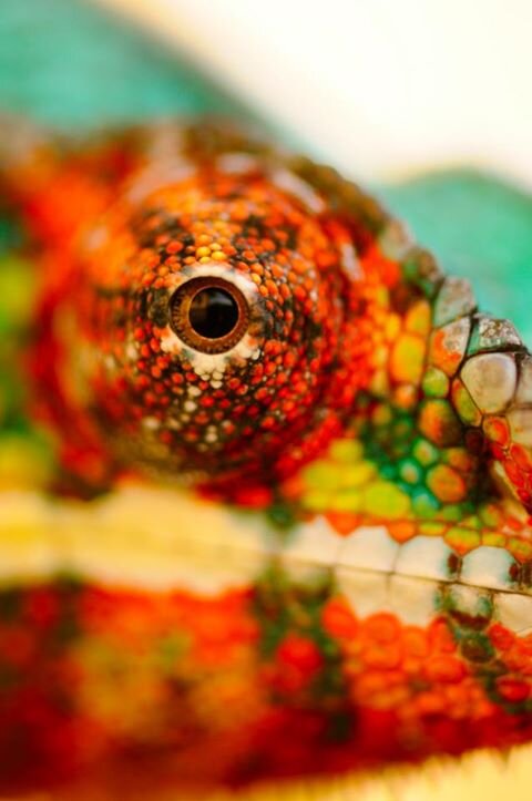 ShedskinReptile's profile picture. SHEDSKIN REPTILES 
3200 N Naglee Rd, Tracy, CA 95304
snakes, lizards, arachnids, insects, turtles, tortoises, and more.