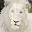 Alex,Grill - @sumhoyun - Twitter