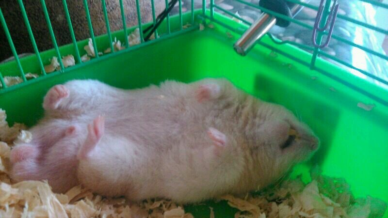 El Hamster más guapo de Europa, buscando aventuras desde 2013