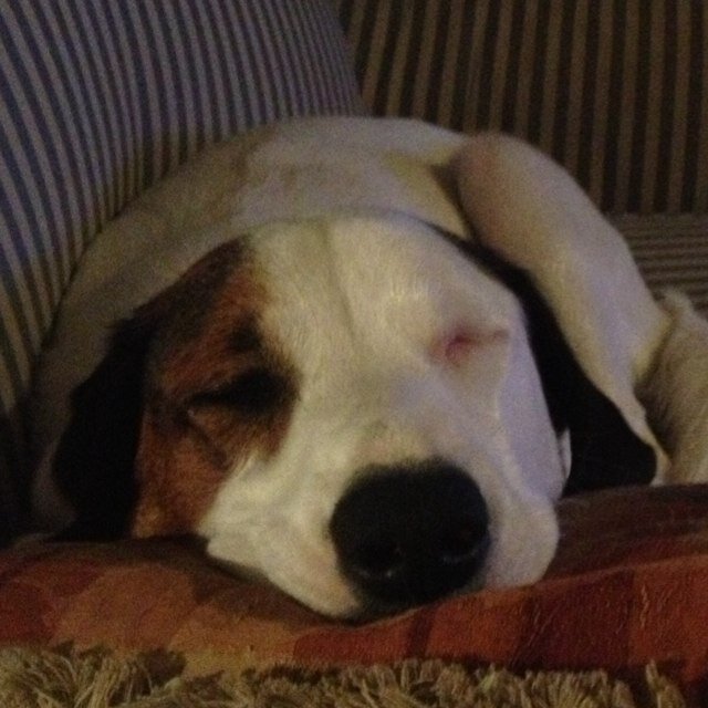 humdog234's profile picture. I like coffee and i like tea