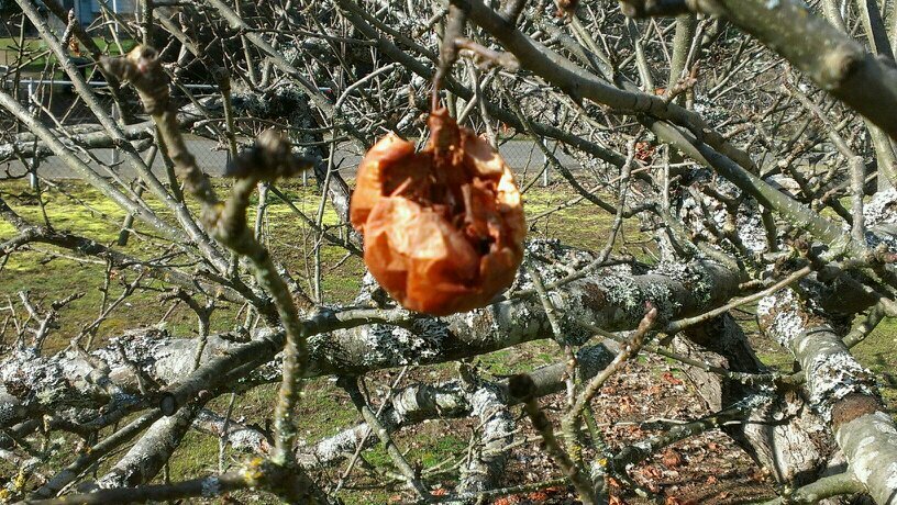 Euphoricdoom's profile picture. 