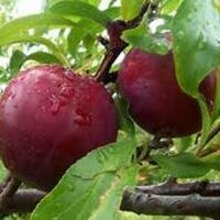 'Skatty Hattie' Plum,❄️& BH (@mrshplum) 's Twitter Profile