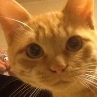 大崎五郎 (@clavits) 's Twitter Profile