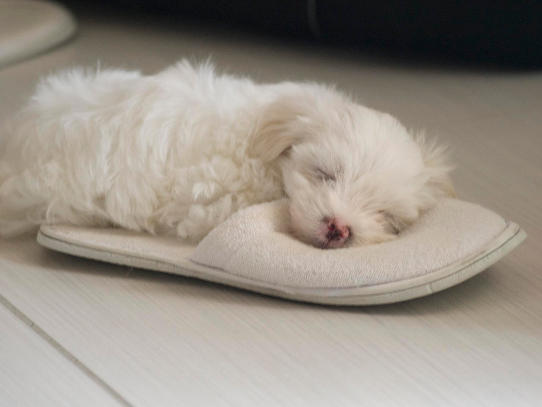 Cute,funny,beautiful Maltese dog Dafne from Greece.