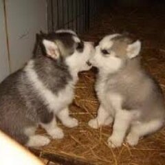 e-mail or direct message your best shot - don't hold back. uconnkisscam@aol.com
Disclaimer: if you are in any of these pics and want them taken down message us