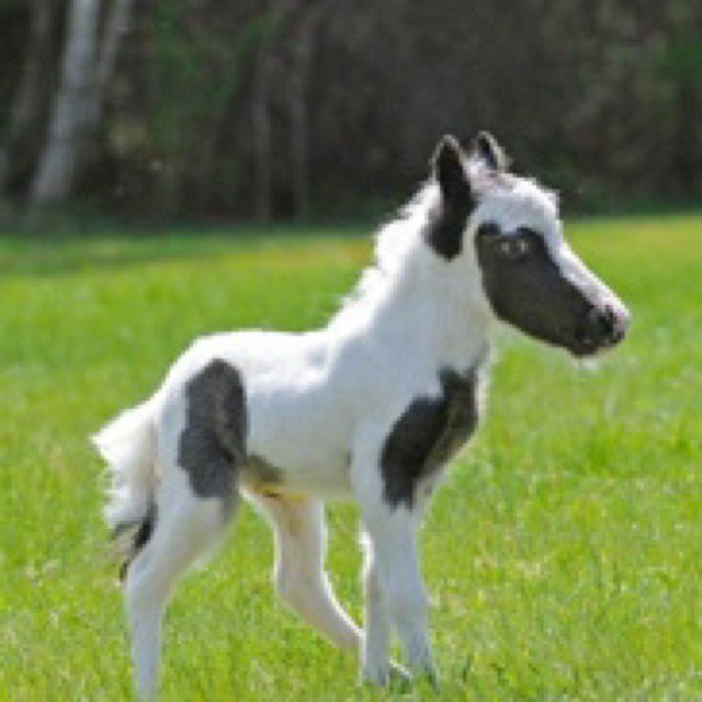 Founding Fathers: Da-Luke, Josh, Alex, Scott
Tiny horse is our mascot.