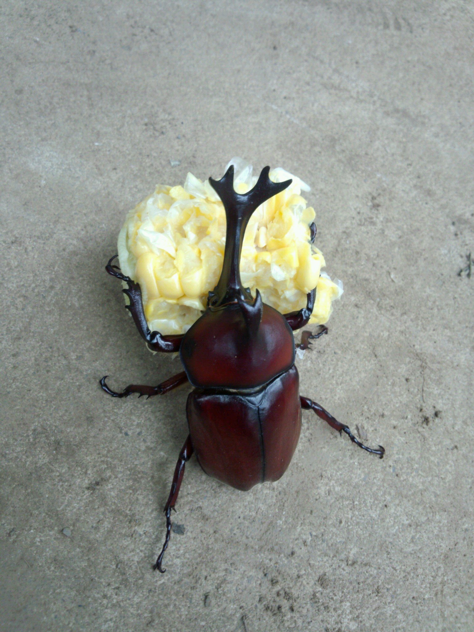 野菜を見ずに昆虫観察している。ミツバチ、アシナガバチ、スズメバチが好き。特徴あるアシナガバチやスズメバチ各種類も好き。その他狩蜂なドロバチ仲間やクモバチやアナバチやギングチバチ、寄生蜂やハナバチ、ハバ チ などなど興味は絶えない。