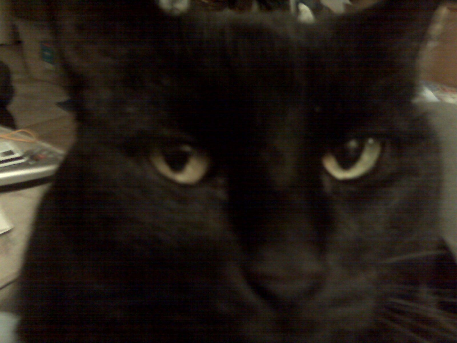 mew purr mew