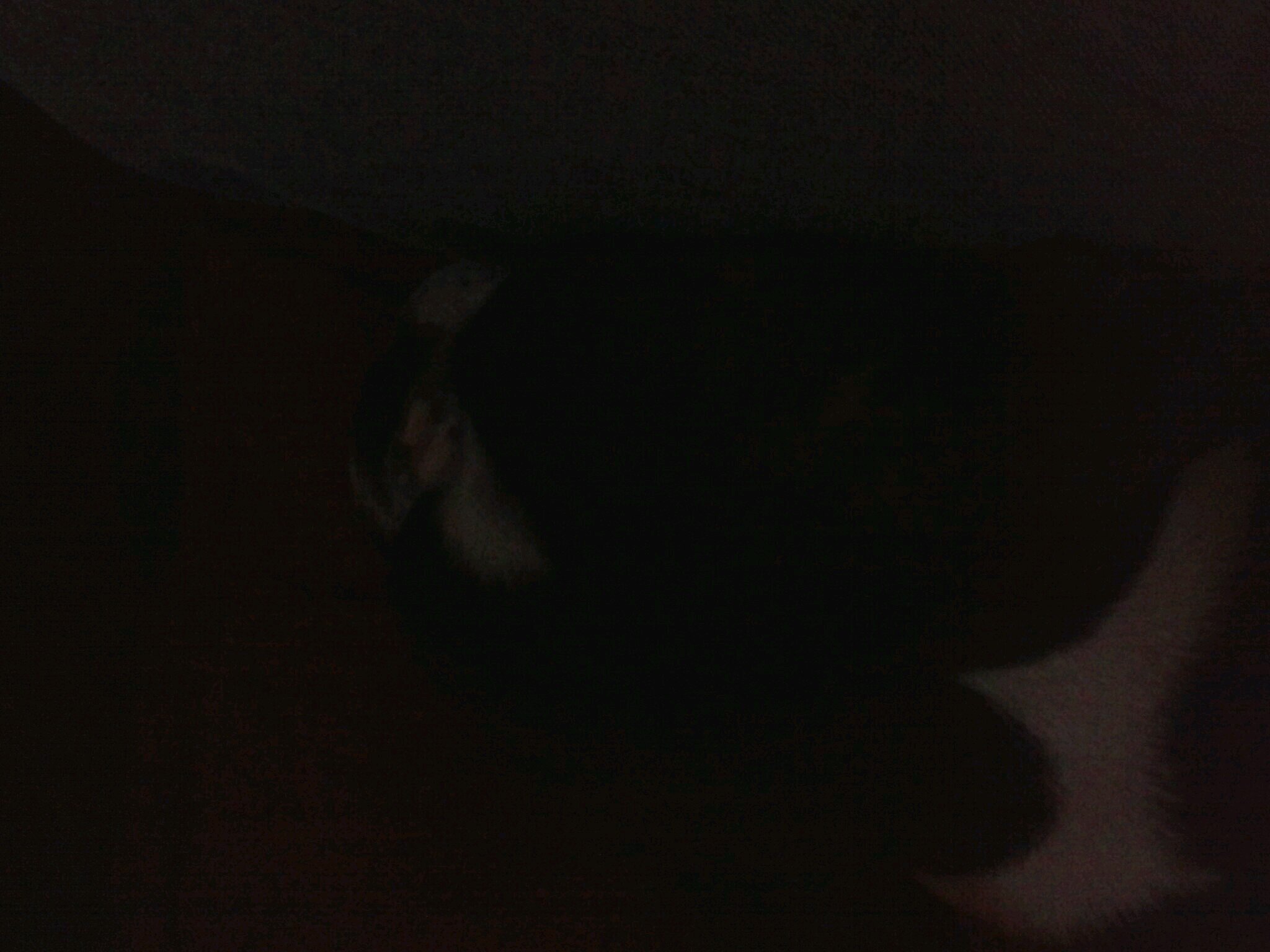 tweetin_hippie's profile picture. 