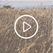 iOS YouTube client, content first.