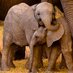 Adopt an Elephant ๐ (@adoptanelephant) Twitter profile photo Adopt an Elephant ๐ (@adoptanelephant) Twitter profile photo