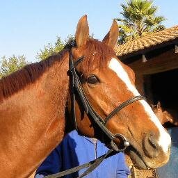 Racing at Borrowdale Park in Zimbabwe