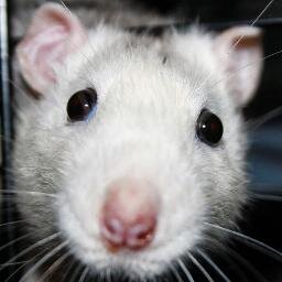 Natasjaさんのプロフィール画像