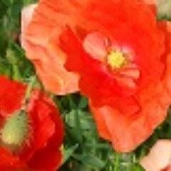 Artist, writer, crafter, nature lover, general nosy parker who likes to know what's going on