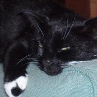 häijy katti (@kierokatti) 's Twitter Profile
