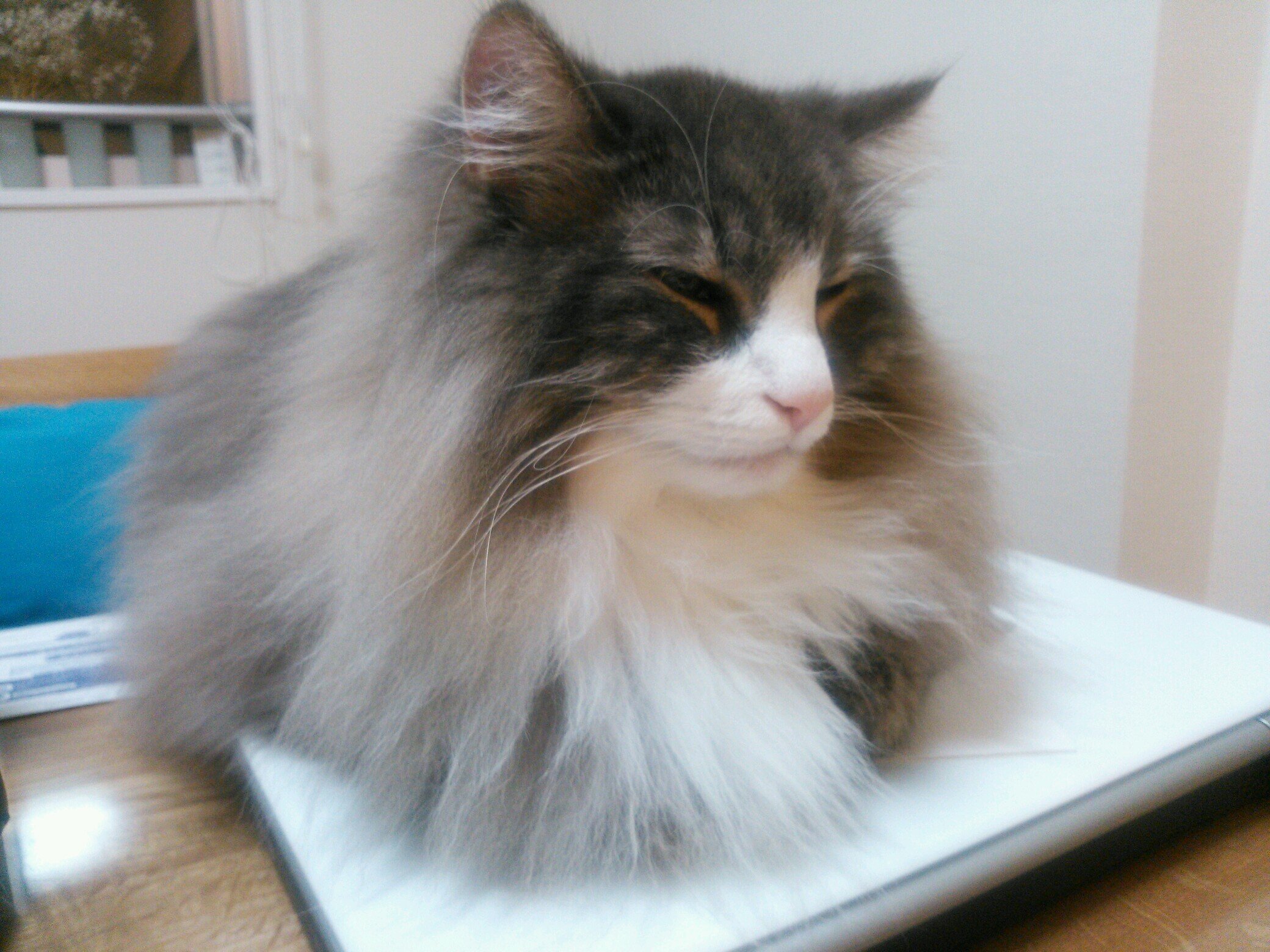 elwood0420's profile picture. 最近、腰痛改善の筋トレがわりに投網はじめたら、、、はまりました。

２０２１年８月から投網。