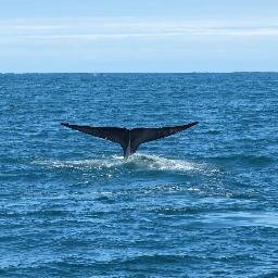 gengibronet's profile picture. 