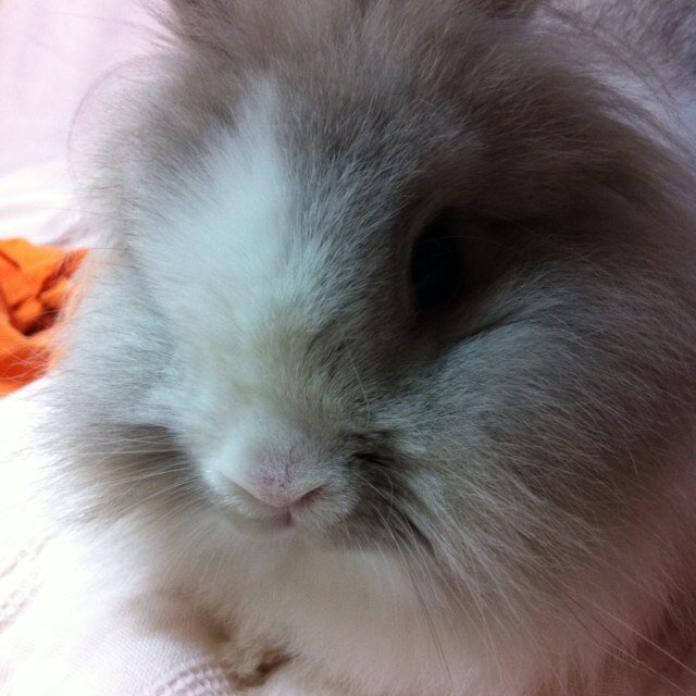 CoCo_LoveCK's profile picture. ももクロ/ワンピース/うさぎ/バド                  だいぶTwitter放棄してましたww