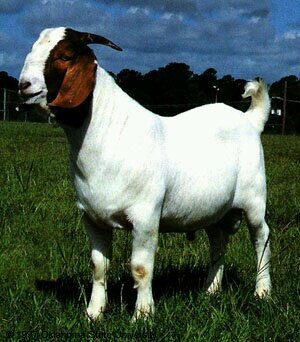 Baaaaaaaaa baa baaaa baaaaaaaaaa