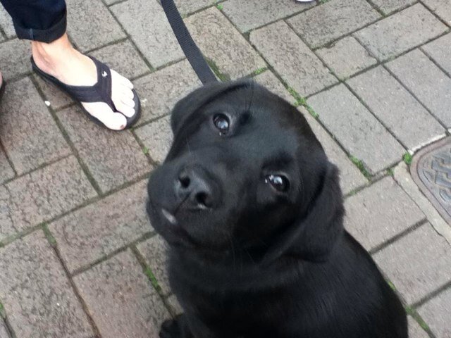 cooperthedog34's profile picture. I love balls can't get enough of them also I like to chew everything I love my family except the cat she's a real pain