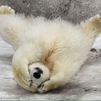 Patrick Higgs (@pathiggs) 's Twitter Profile