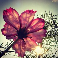 منيرة محمد (@ba_randa) 's Twitter Profile