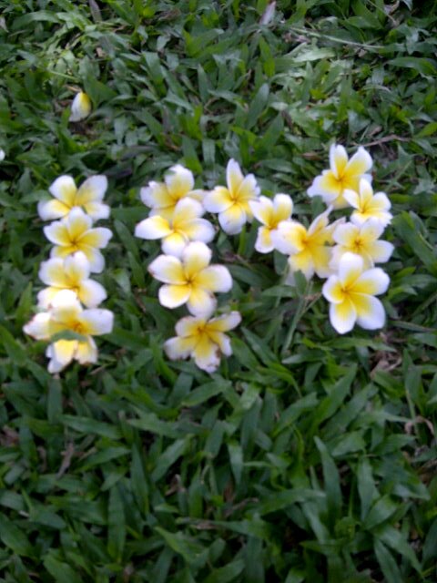 Be your self so you can change the world :) fb : Intan Normala Putri twitter : @normala_intan PIN : 2ACAA9EB. 271199